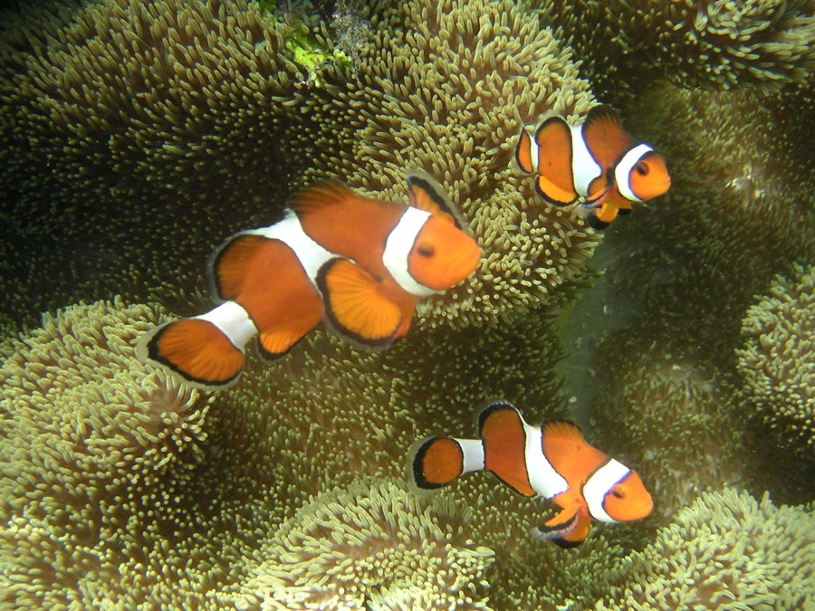 カクレクマノミ