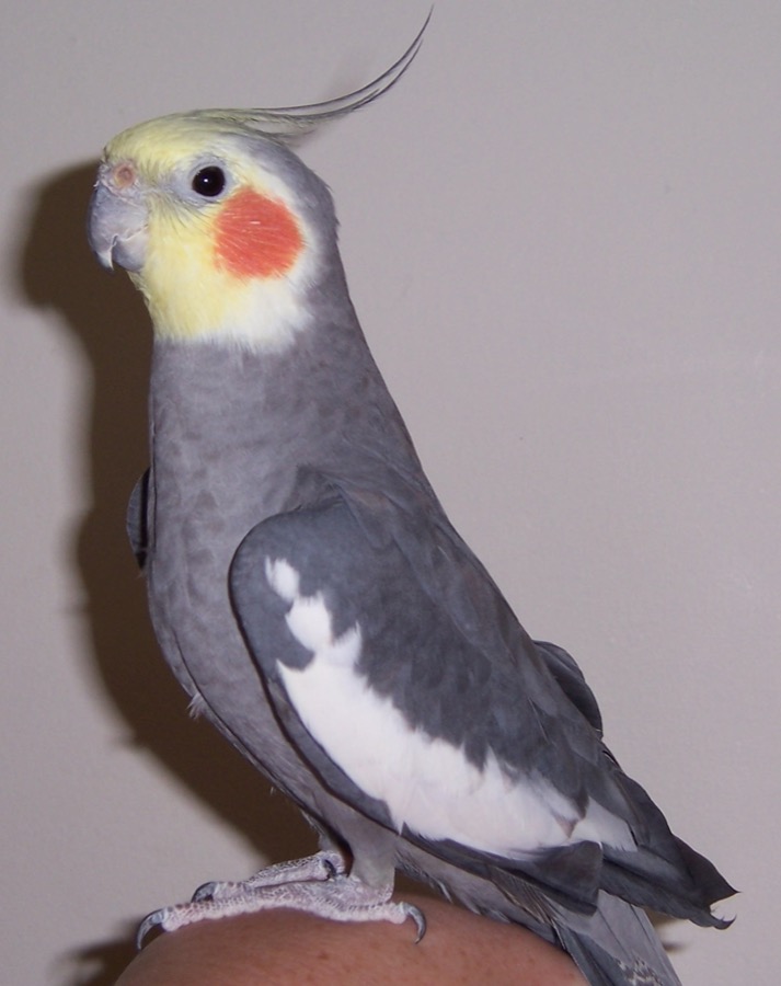 オカメインコ